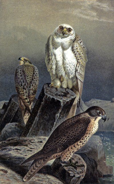Halcón de caza, c.1910 (ilustración) de Wilhelm Kuhnert