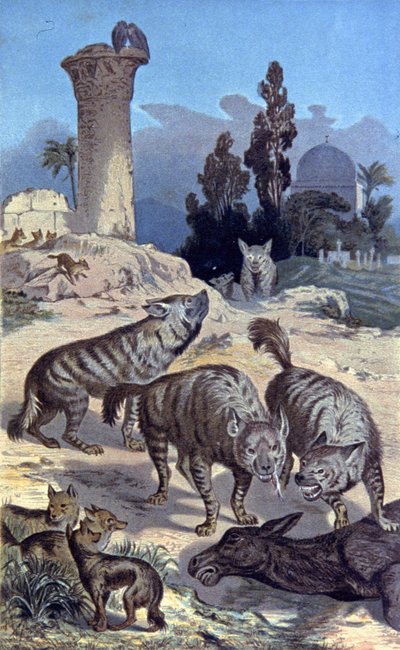 Hienas de Wilhelm Kuhnert