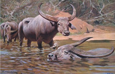 Búfalo indio, de Fauna del Mundo publicado por Frederick Warne & Co, c.1900 de Wilhelm Kuhnert