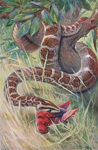 Pitón indio, de Fauna del Mundo publicado por Frederick Warne & Co, c.1900 de Wilhelm Kuhnert