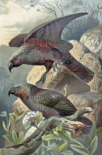 Kea, Nestor notabilis, c.1910 (ilustración) de Wilhelm Kuhnert