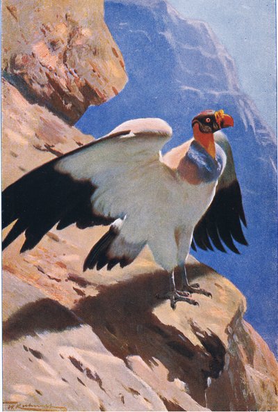 Buitre rey, de Fauna del Mundo publicado por Frederick Warne & Co, c.1900 de Wilhelm Kuhnert