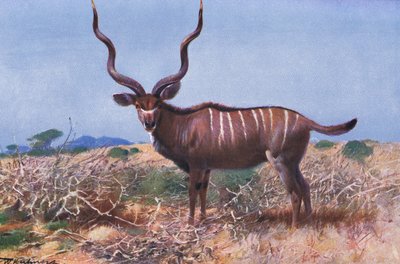 Kudu, ilustración de Fauna del Mundo, c.1910 de Wilhelm Kuhnert