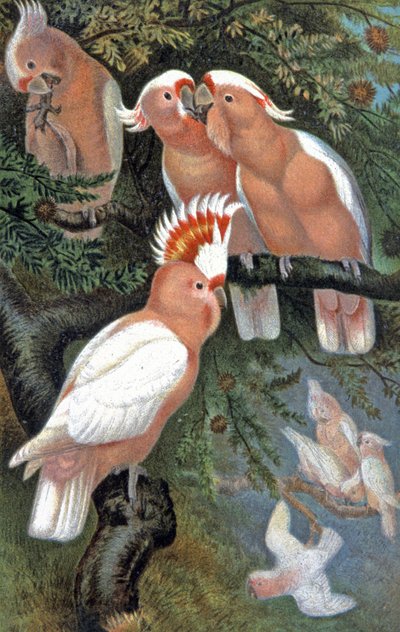 Cacatúa de Leadbeater, c.1910 (ilustración) de Wilhelm Kuhnert