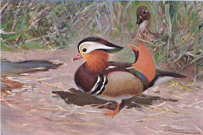 Pato mandarín, de Fauna del Mundo publicado por Frederick Warne & Co, c.1900 de Wilhelm Kuhnert