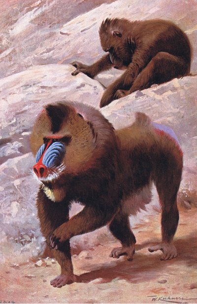 Mandril, ilustración de Fauna del Mundo, c.1910 de Wilhelm Kuhnert