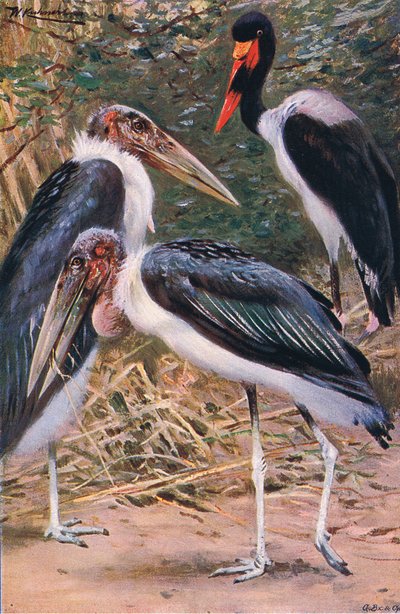 Marabú y Jabirú, ilustración de Fauna del Mundo, c.1910 de Wilhelm Kuhnert