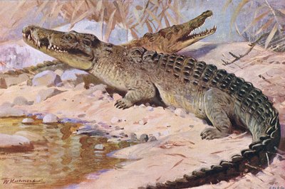 Cocodrilo del Nilo, ilustración de Fauna del Mundo, c.1910 de Wilhelm Kuhnert