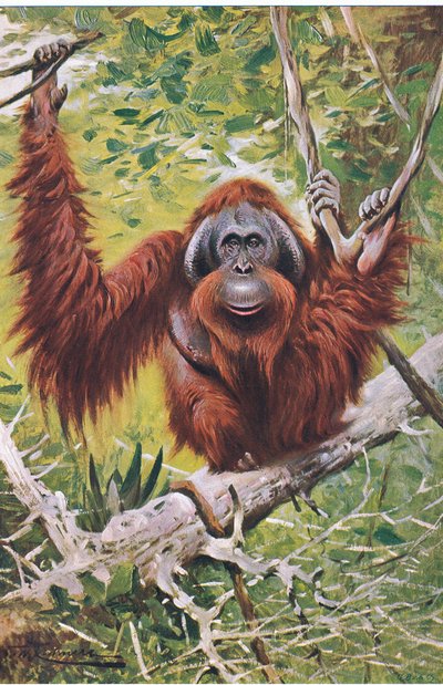 Orangután, de Fauna del Mundo publicado por Frederick Warne & Co, c.1900 de Wilhelm Kuhnert