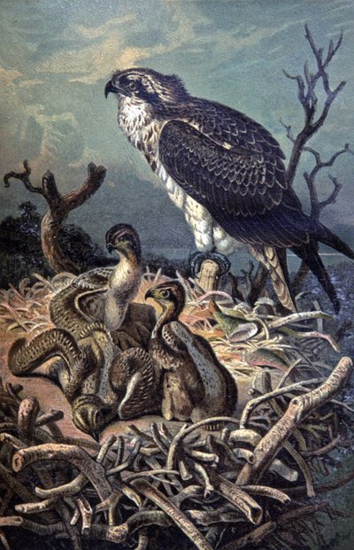 Osprey, c.1910 (ilustración) de Wilhelm Kuhnert