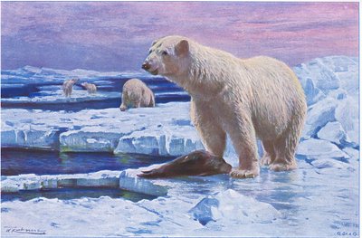 Oso polar, de Fauna del Mundo publicado por Frederick Warne & Co, c.1900 de Wilhelm Kuhnert