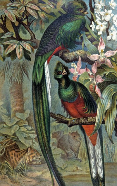 Quetzal resplandeciente, c.1910 (ilustración) de Wilhelm Kuhnert