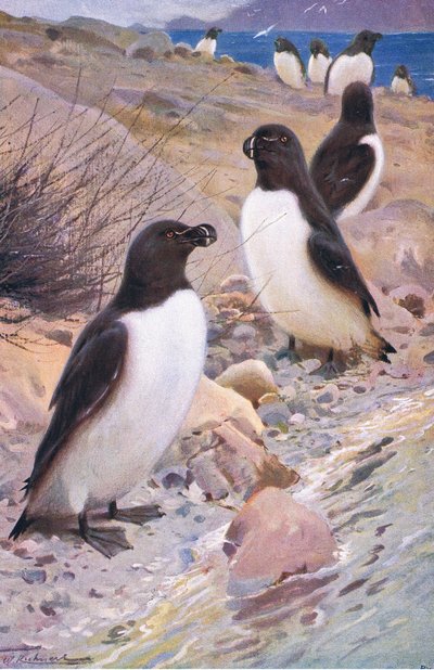 Alca, de Fauna del Mundo publicado por Frederick Warne & Co, c.1900 de Wilhelm Kuhnert