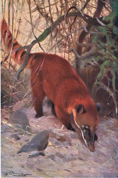 Coatí rojo, de Fauna del Mundo publicado por Frederick Warne & Co, c.1900 de Wilhelm Kuhnert