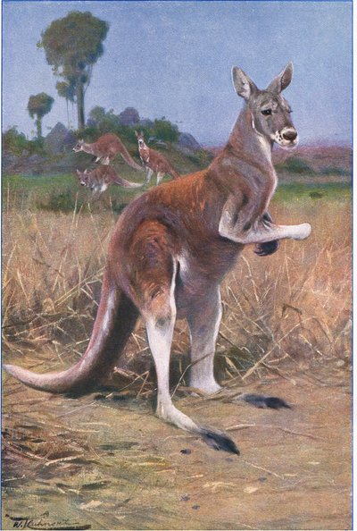 Canguro Rojo, ilustración de Fauna del Mundo, c.1910 de Wilhelm Kuhnert