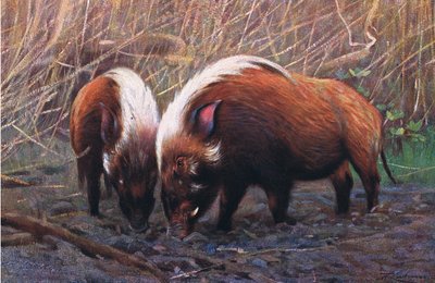 Cerdo de Río, ilustración de Fauna del Mundo, c.1910 de Wilhelm Kuhnert