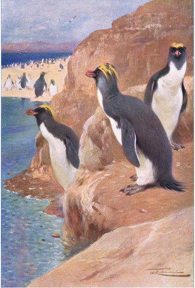 Pingüino de Roca, ilustración de Fauna del Mundo, c.1910 de Wilhelm Kuhnert