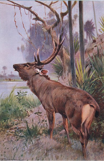 Sambar, de Fauna del Mundo publicado por Frederick Warne & Co, c.1900 de Wilhelm Kuhnert