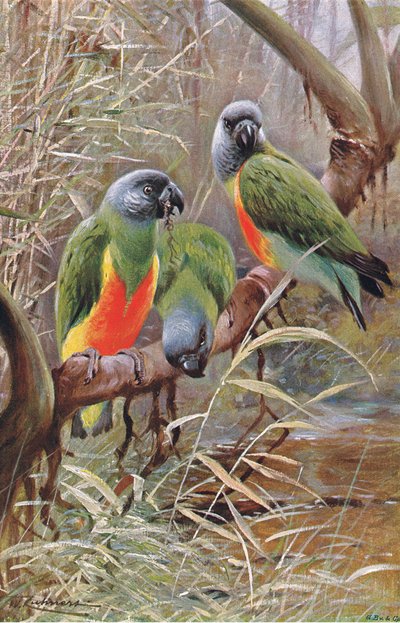 Loro Senegalés, ilustración de Fauna del Mundo, c.1910 de Wilhelm Kuhnert