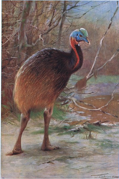 Casuario de Una Sola Carúncula, ilustración de Fauna del Mundo, c.1910 de Wilhelm Kuhnert