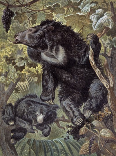 Oso perezoso de Wilhelm Kuhnert