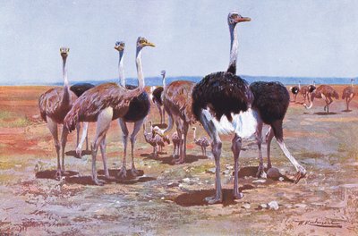 Avestruz Somalí, ilustración de Fauna del Mundo, c.1910 de Wilhelm Kuhnert