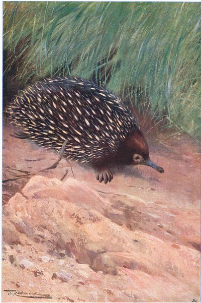 Equidna, ilustración de Fauna del Mundo, c.1910 de Wilhelm Kuhnert