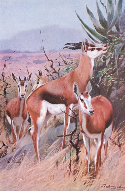 Springbok, ilustración de Fauna del Mundo, c.1910 de Wilhelm Kuhnert