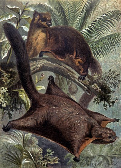 Taguanes, ardilla voladora de Wilhelm Kuhnert