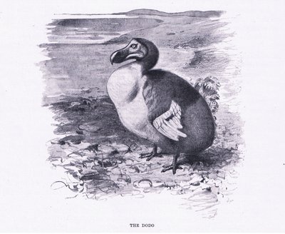 El Dodo, ilustración de Fauna del Mundo, c.1910 de Wilhelm Kuhnert