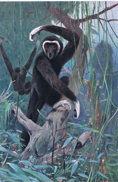 Gibón de manos blancas, de Fauna del Mundo publicado por Frederick Warne & Co, c.1900 de Wilhelm Kuhnert