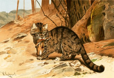 Gato salvaje de Wilhelm Kuhnert