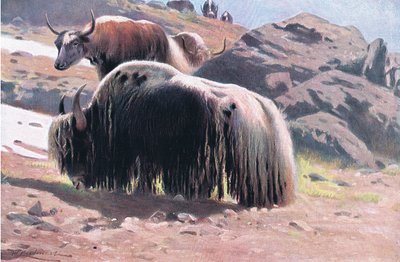 Yak, de Fauna del Mundo publicado por Frederick Warne & Co, c.1900 de Wilhelm Kuhnert