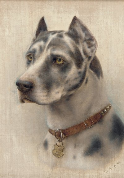 La cabeza de un Doberman de Wilhelm Schwar