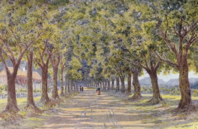 Oak Avenue, Newlands (litografía en color) de Wilhelm Westhofen