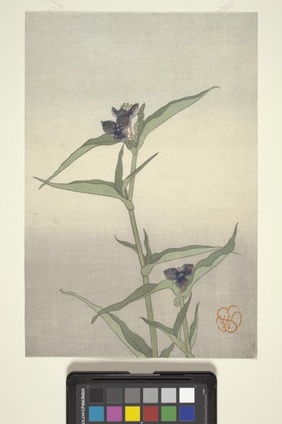 Estudio floral, c.1908 (xilografía en color) de Wilhelmina Seegmiller