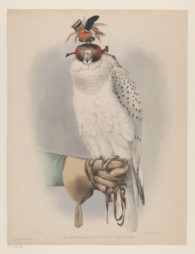 Halcón blanco de Groenlandia Le groënlandais, faucon blanc mué (título sobre el objeto) de Willem Bastiaan van Wouw (possibly)