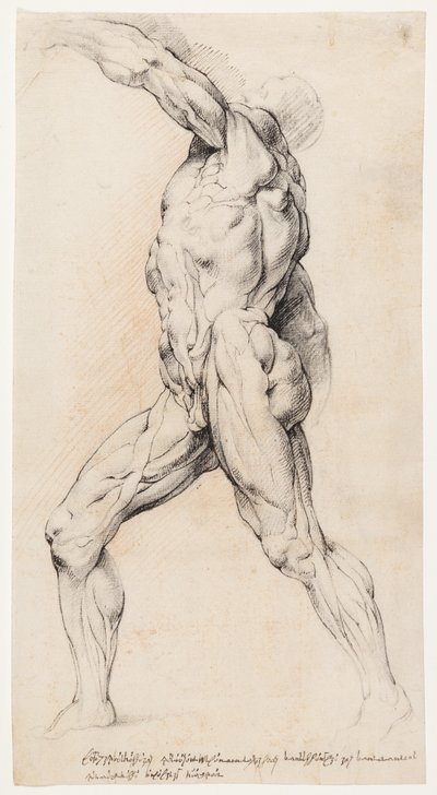 Estudio anatómico (écorché) de Willem Panneels