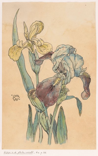 Iris de Ludwig Willem Reymert Wenckebach
