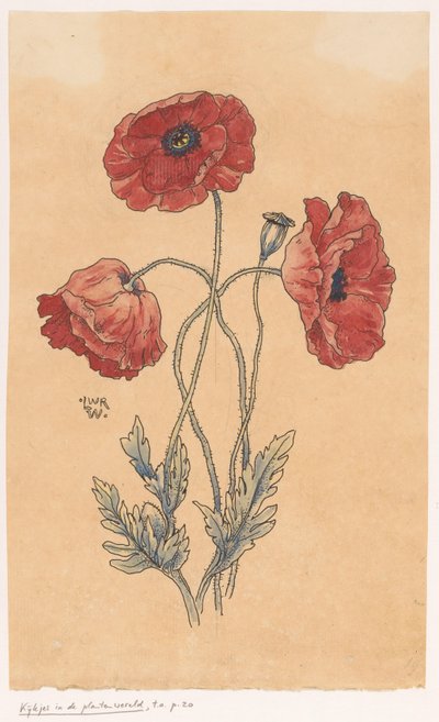 Klaprozen de Ludwig Willem Reymert Wenckebach