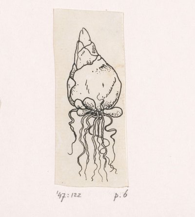 Bulbo de flor de Willem Wenckebach