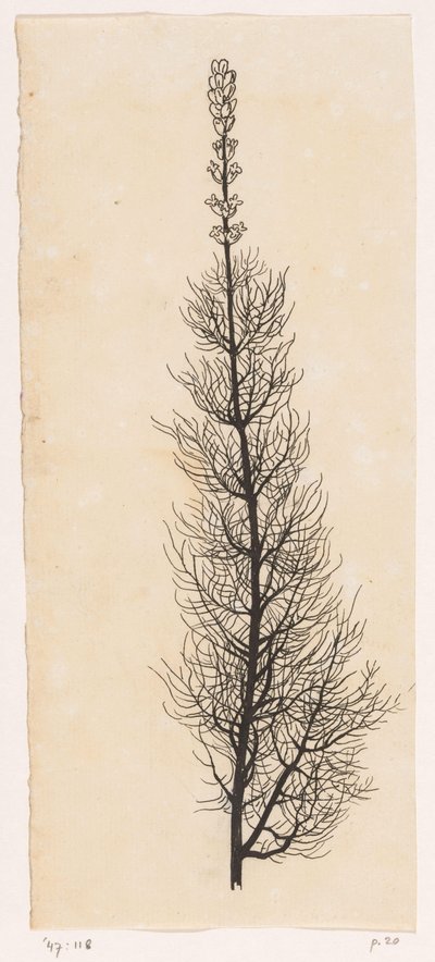 Aquilea de Willem Wenckebach
