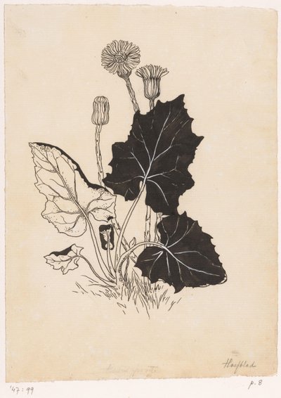 Hoofleaf de Willem Wenckebach