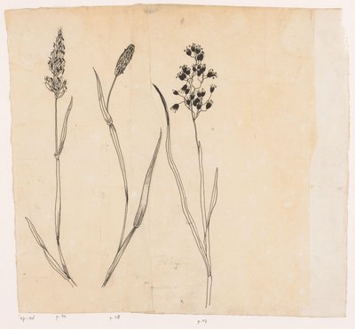 Hierba aromática, fleo y hierba de la miel de Willem Wenckebach