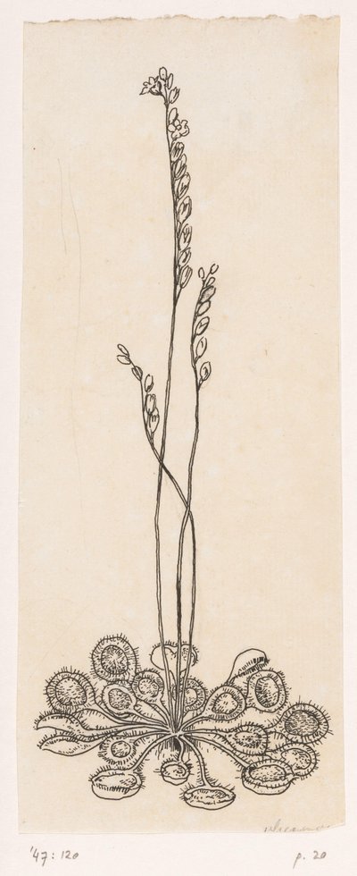 Atrapamoscas de Willem Wenckebach