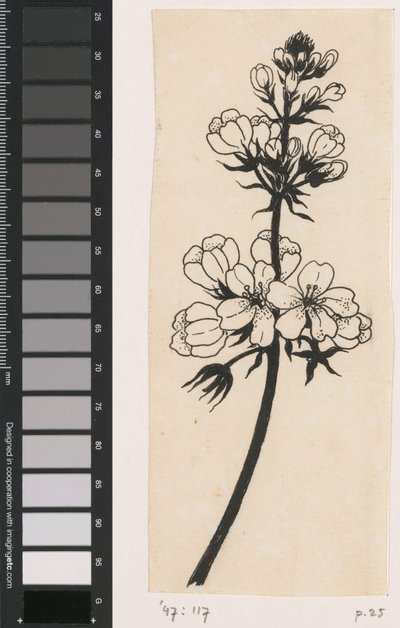 Waterviolier de Willem Wenckebach
