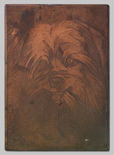 Perro Phoebus de Willem Arnoldus Witsen