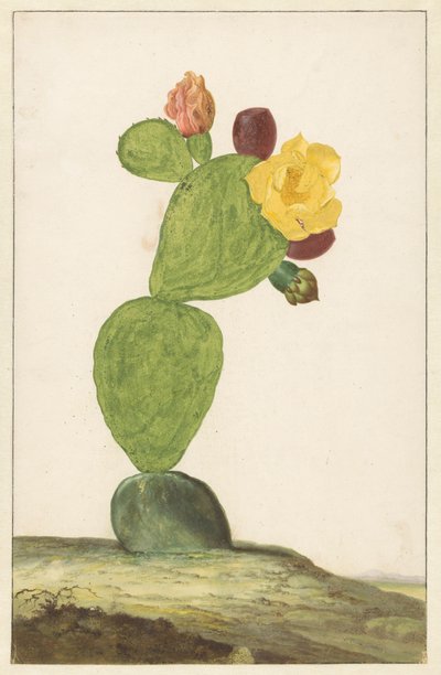Higo chumbo en flor de Willem de Heer