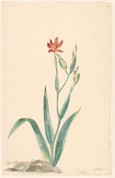Flor de leopardo en un paisaje de Willem van Leen (attributed to)
