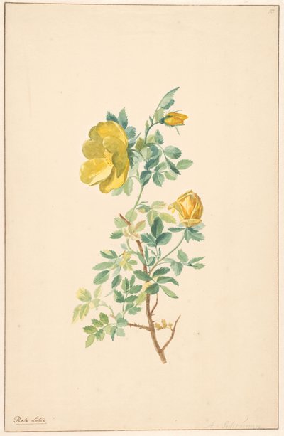 Rama de una rosa amarilla (Rosa Lutea) de Willem van Leen (attributed to)